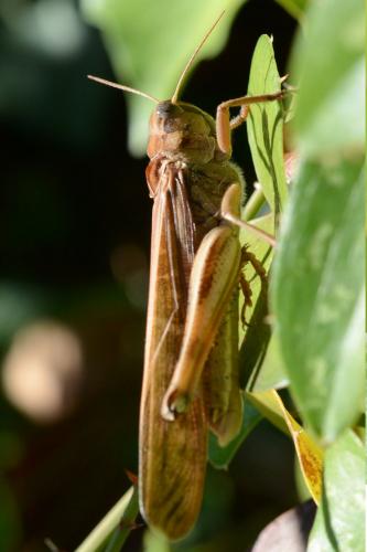 Réf. 217 251 : Locusta migratoria